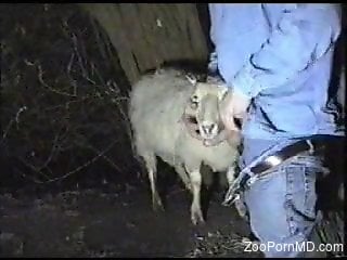 Sheep Porn