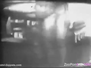 Classic scenes of brutal zoophilia for a mature with fat ass