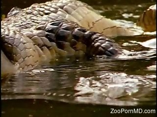 Underwater zoophilia fetish with two crocodiles fucking