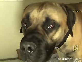 Fat dude happily fucking a big-dicked bulldog here