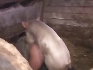 Animal porn and zoo sex