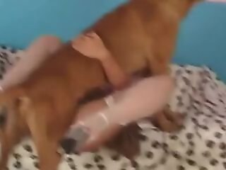Zoo porno and bestiality